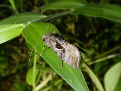 Enigmogramma limata