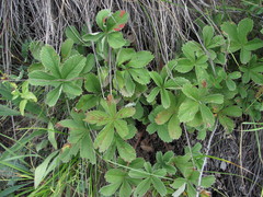 Potentilla brachypetala