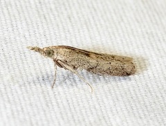 Macrorrhinia endonephele