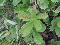 Potentilla brachypetala