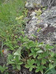 Potentilla brachypetala