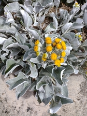 Senecio candidans