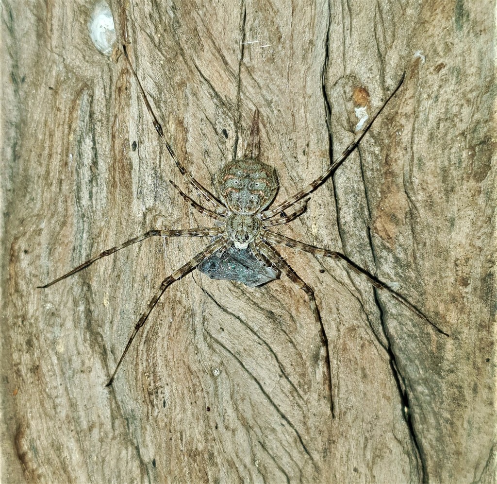 Two-tailed spiders from Ripple Creek Camp, BVC, Zimbabwe on December 27 ...