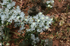 Limonium lobatum
