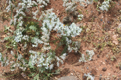 Limonium lobatum