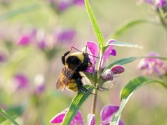 Bombus zonatus