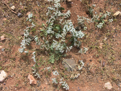Limonium lobatum