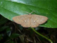 Anisodes binocellaria