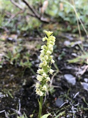 Pseudorchis straminea