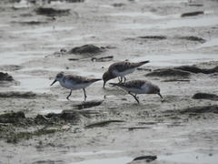Calidris pygmaea