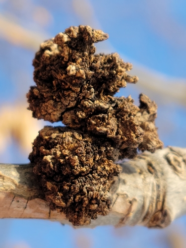 Ash Flower Gall Mite