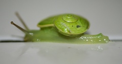 Dyakia chlorosoma