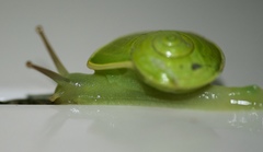 Dyakia chlorosoma