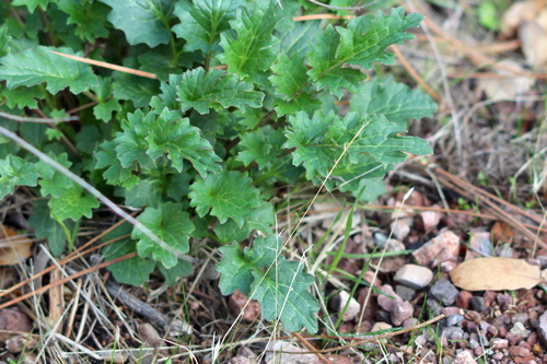 Brewer's Ragwort foliage