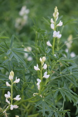 Lupinus albus