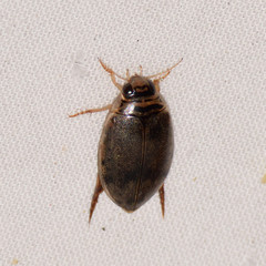 Thermonectus nigrofasciatus