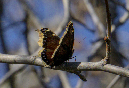 iNaturalist observation photo of Mourning Cloak