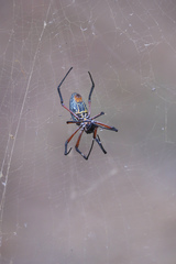 Trichonephila sumptuosa