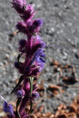 Trichostema lanatum