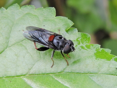 Palpada rufoscutellata