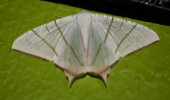 Ourapteryx claretta