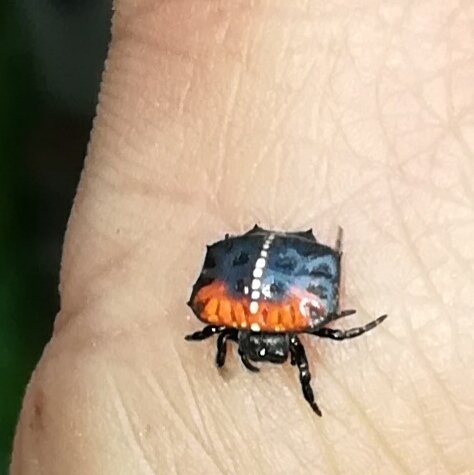 Isoxya mucronata