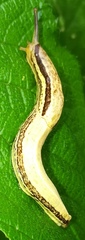 Urocyclidae