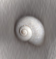 Neocyclotinae