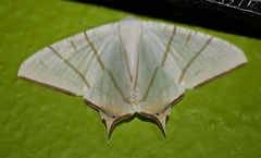 Ourapteryx claretta