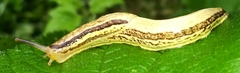 Urocyclidae