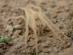 Larinia lineata