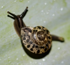 Everettia