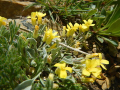 Physaria didymocarpa