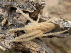 Larinia lineata