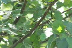 Hyla intermedia perrini
