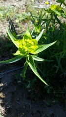 Euphorbia serrata