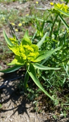 Euphorbia serrata