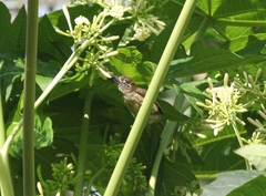 Pogoniulus scolopaceus