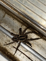 Lycosa erythrognatha