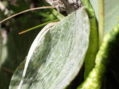 Tephroseris integrifolia capitata