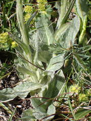 Tephroseris integrifolia capitata