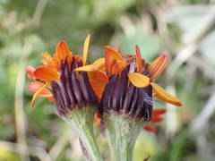 Tephroseris integrifolia capitata