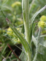 Tephroseris integrifolia capitata