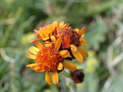 Tephroseris integrifolia capitata