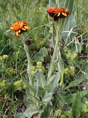 Tephroseris integrifolia capitata