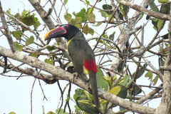 Pteroglossus viridis