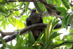 Ortalis motmot