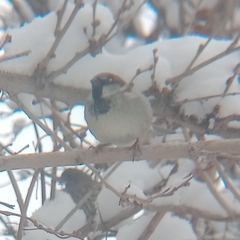 Passer domesticus