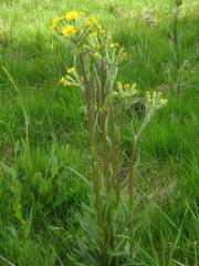 Tephroseris helenitis helenitis