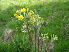 Tephroseris helenitis helenitis